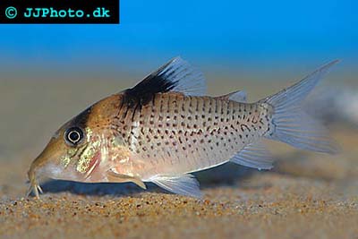 Corydoras ephippifer
